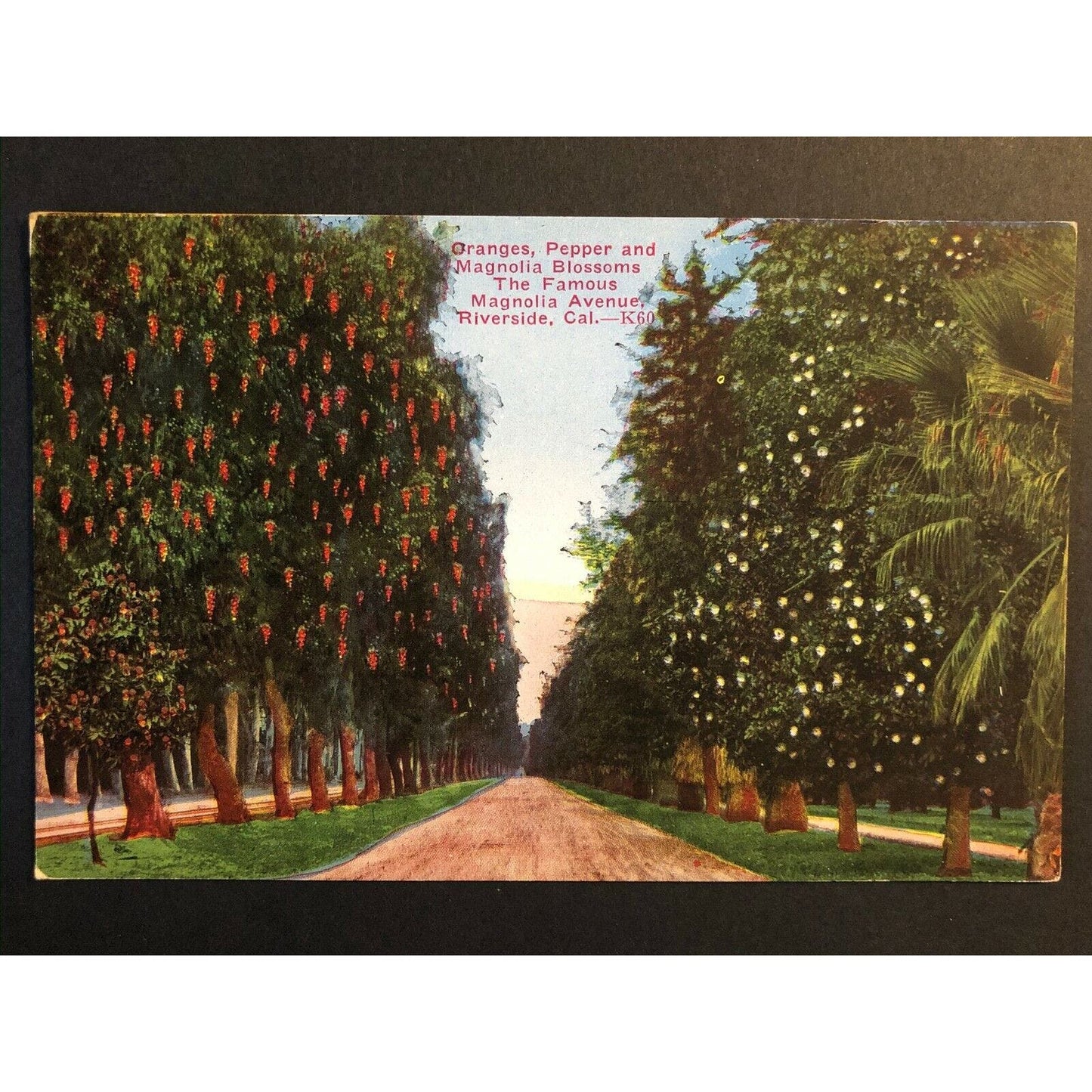 Vintage Postcard - Magnolia Avenue - Riverside, California