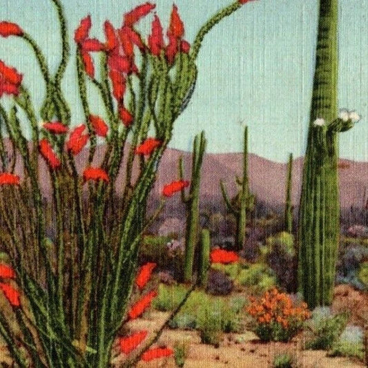 c1949 "A Bit of the Desert" Cactus - Vintage Linen Postcard