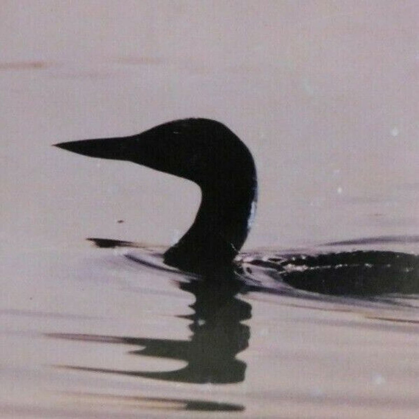 Vintage Postcard Untitled - Close Up of Lone Duck Paddling c1962