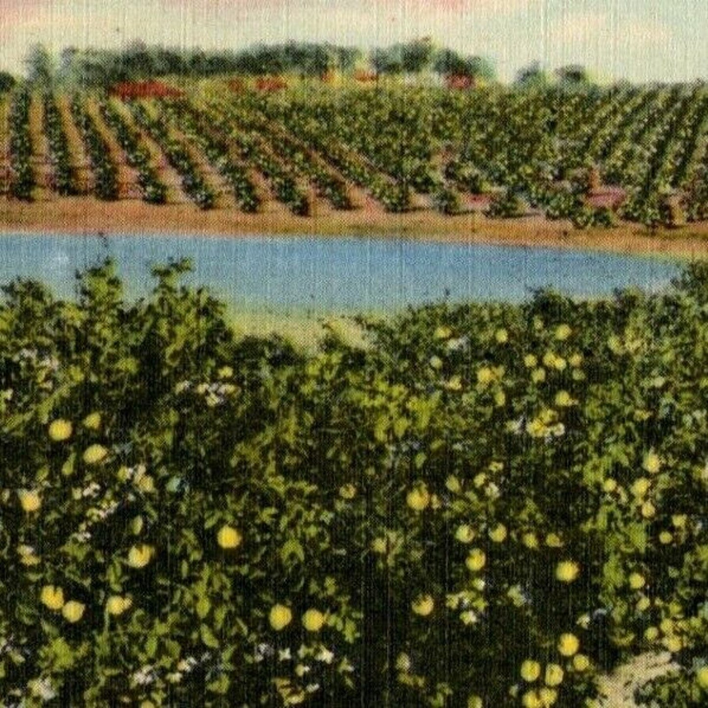 c1940's Vintage Linen Fruit Postcard Florida "A Large Grapefruit Grove" -- VGC