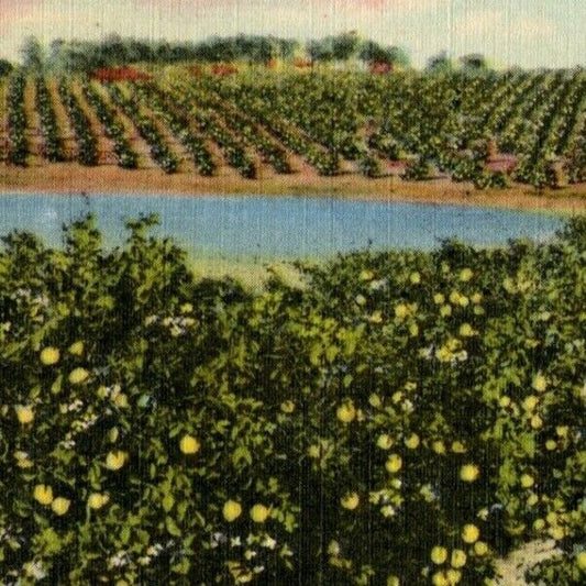 c1940's Vintage Linen Fruit Postcard Florida "A Large Grapefruit Grove" -- VGC