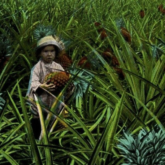 c1930's Vintage Fruit Postcard "Growing Pineapples, Florida" Unposted VGC