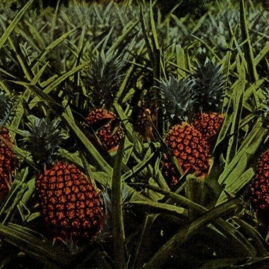 c1930's Vintage Fruit Postcard "Growing Pineapples, Florida" Unposted - VGC
