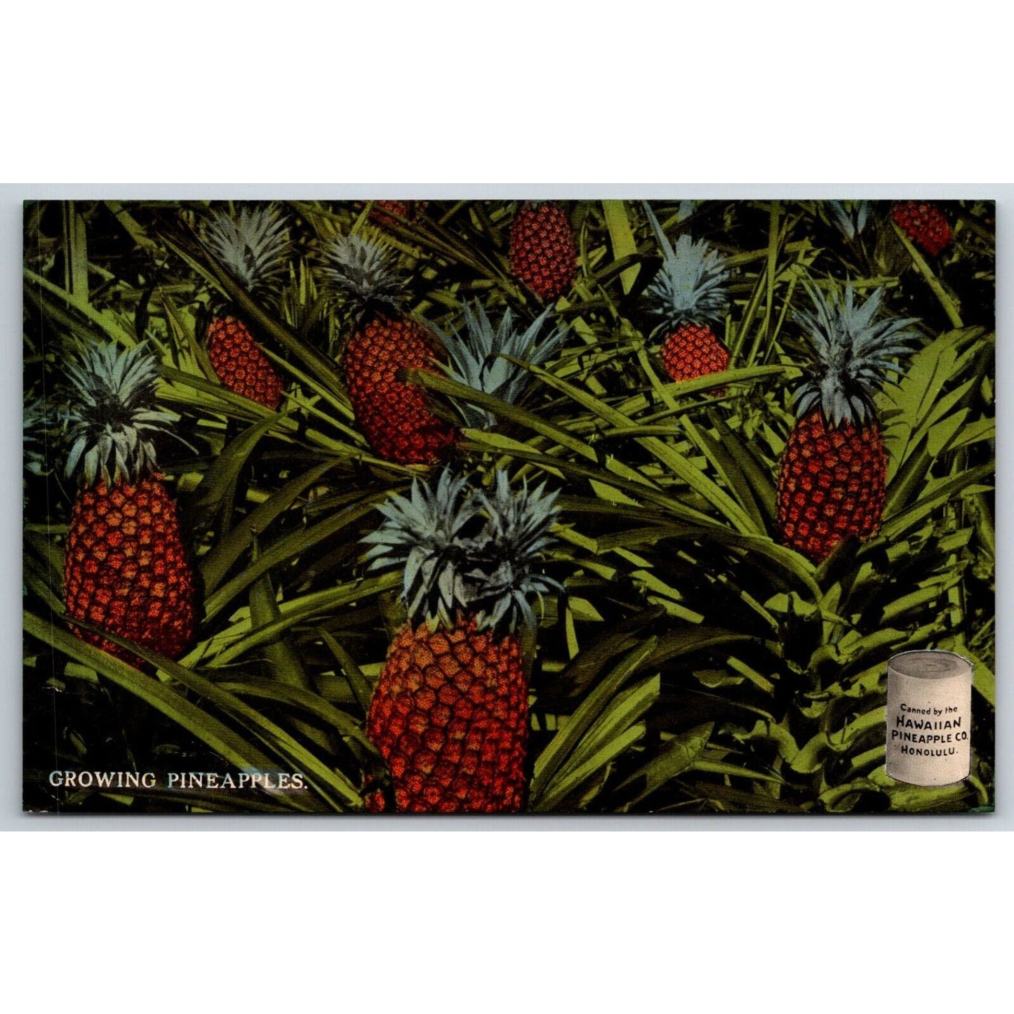 Hawaiian Pineapple Co. "Growing Pines" Advertising Postcard c1910's VGC
