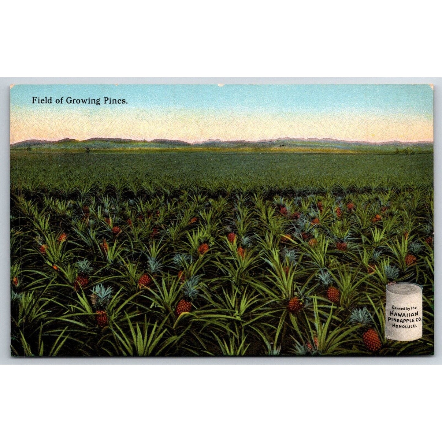 Hawaiian Pineapple Co. "Field of Growing Pines" Advertising Postcard c1910's