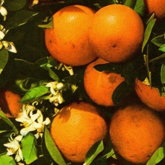 c1972 Vintage Fruit Postcard "Oranges and Blossoms in Tropical Florida"