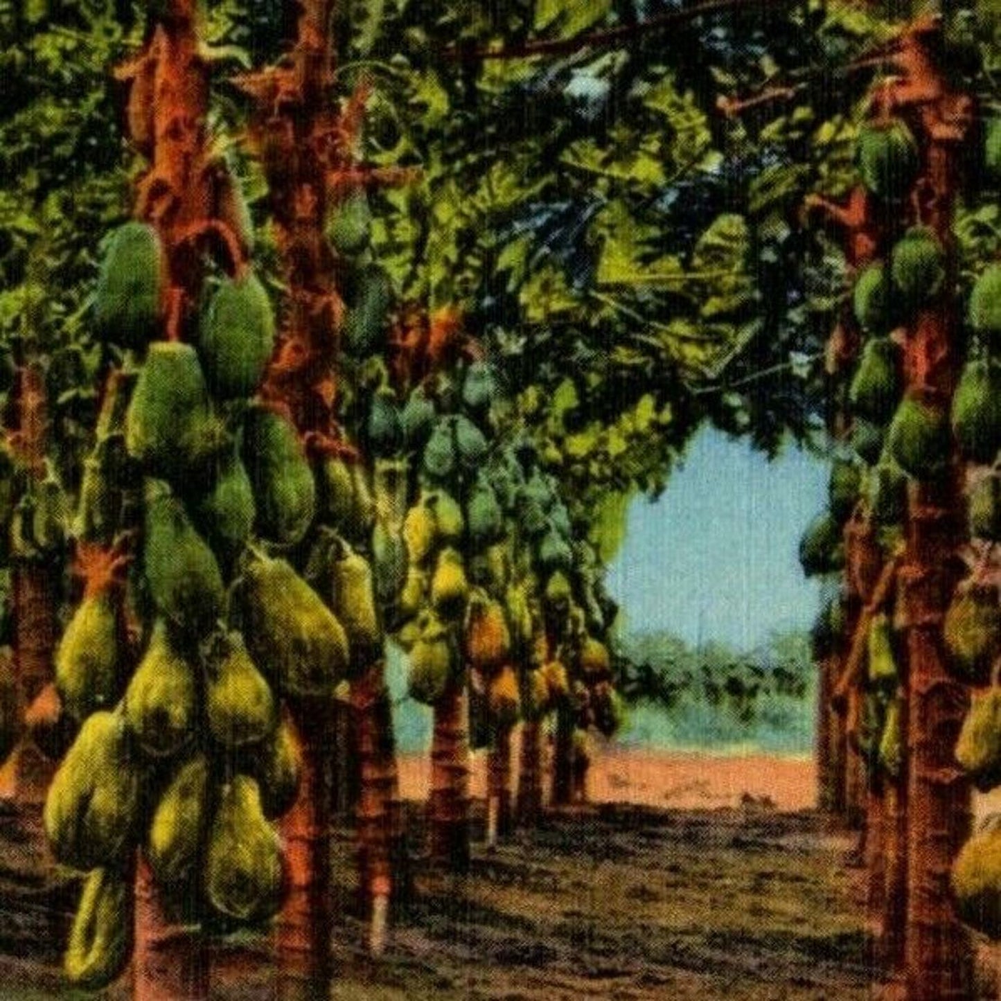c1940's Vintage Linen Fruit Postcard Florida - "A Papaya Plantation" VGC
