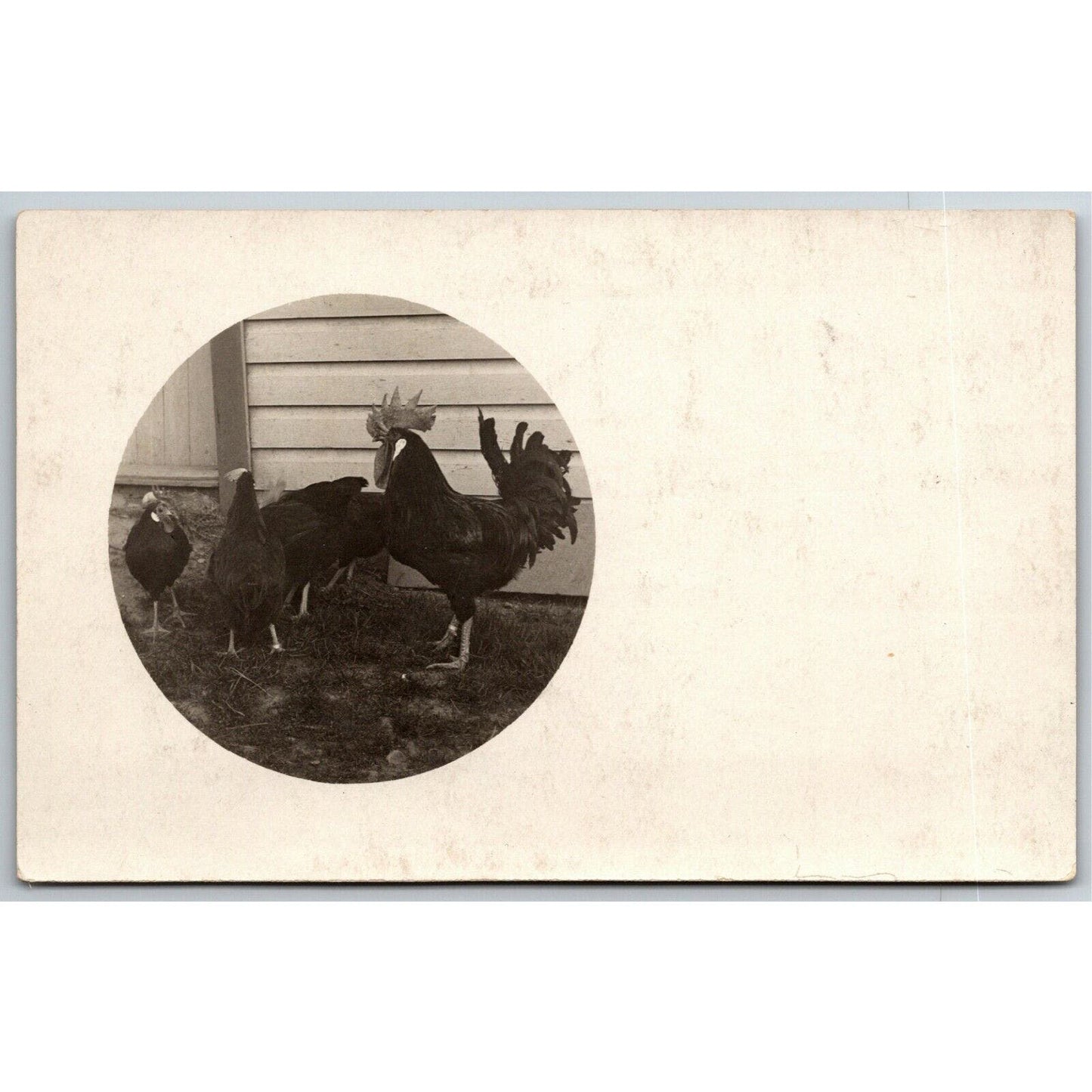 Vintage Postcard "Chicken Hen Rooster"