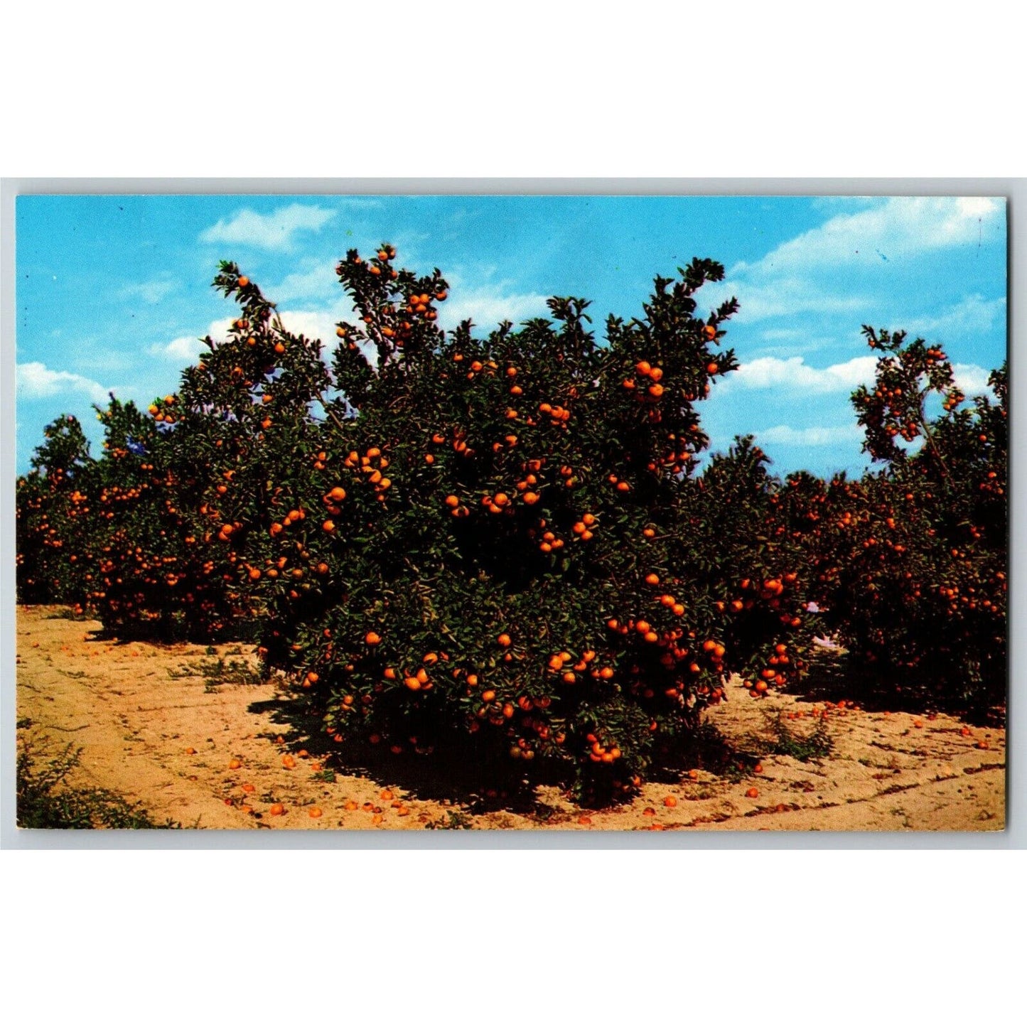 c1982 Vintage Postcard "Beautiful Orange Groves in Central Florida" VGC