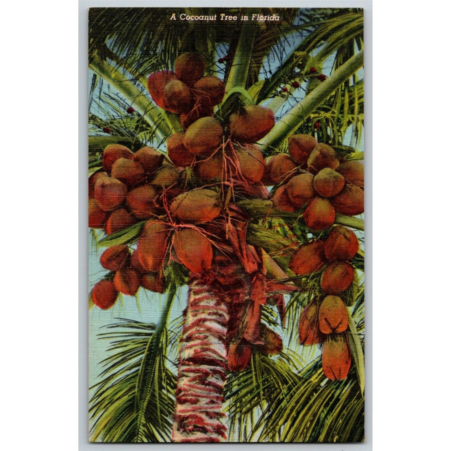 c1940's Vintage Linen Fruit Postcard Florida "A Coconut Tree in" -- VGC