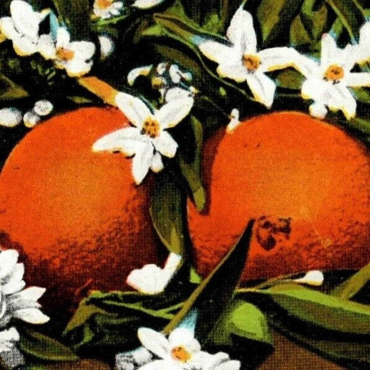 c1950's-60's Vintage Fruit Postcard "Orange and Blossoms Florida" Unposted - VGC