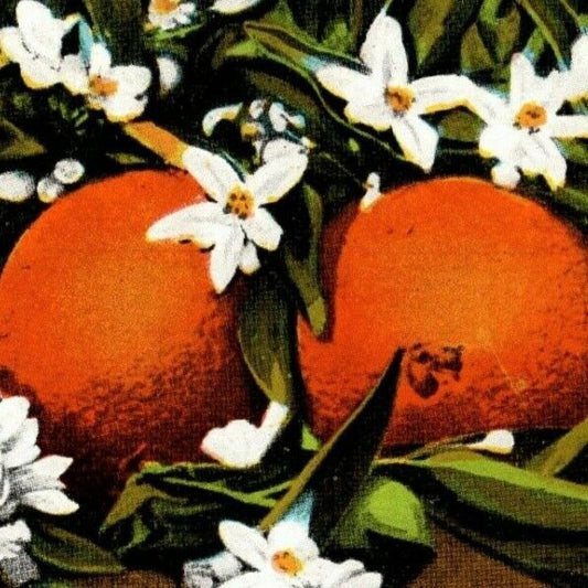 c1950's-60's Vintage Fruit Postcard "Orange and Blossoms Florida" Unposted - VGC