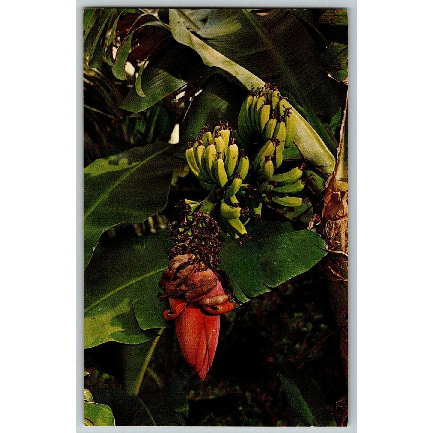 c1960's-70's Vintage Postcard "Banana Tree in Bloom" Florida Cypress Gardens VGC