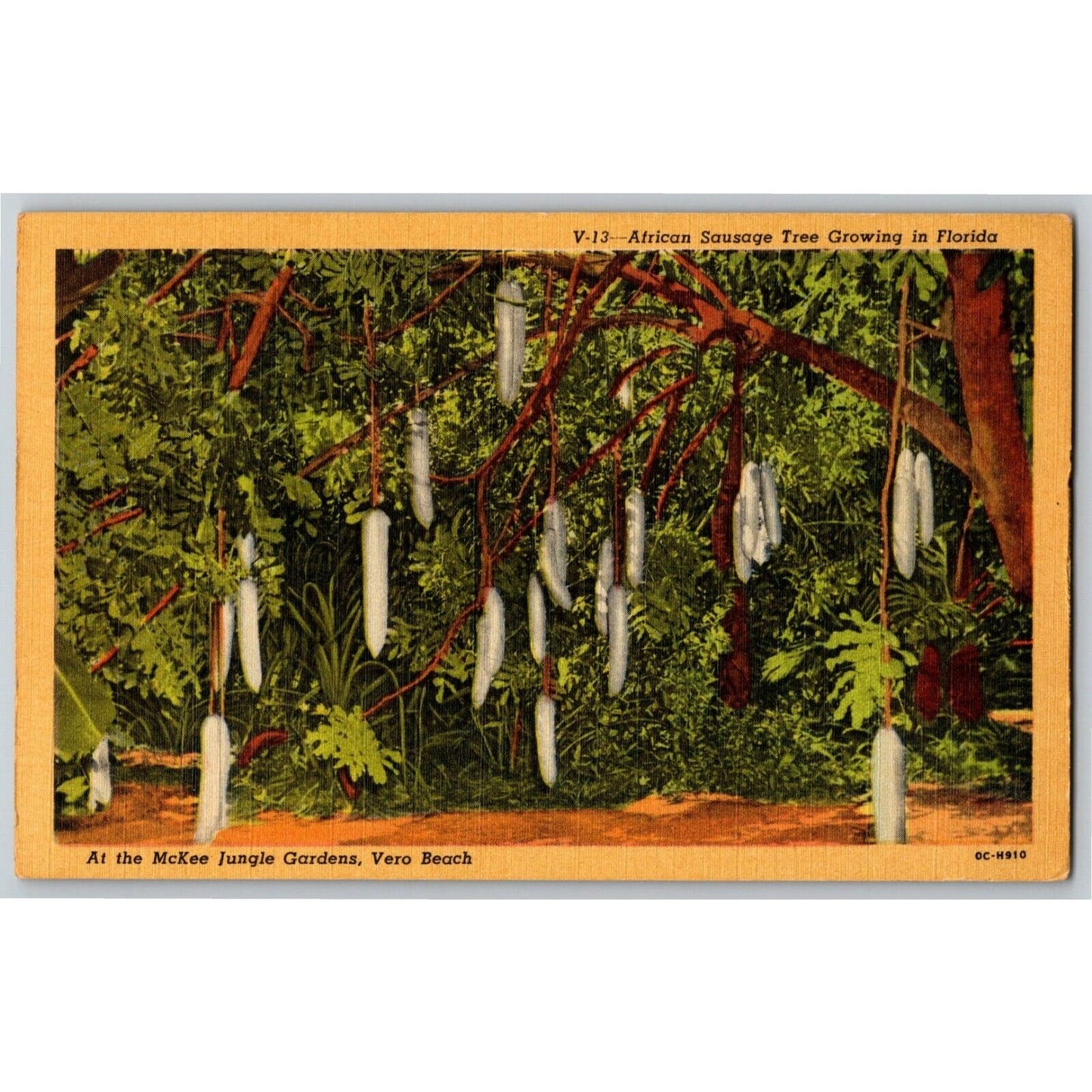 c1940's Vintage Linen Fruit Postcard Florida African Sausage Tree, Vero Beach FL