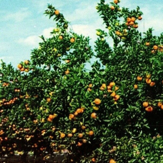 c1971 Vintage Fruit Postcard "Orange Trees - Loaded and Ready to be Picked" VGC