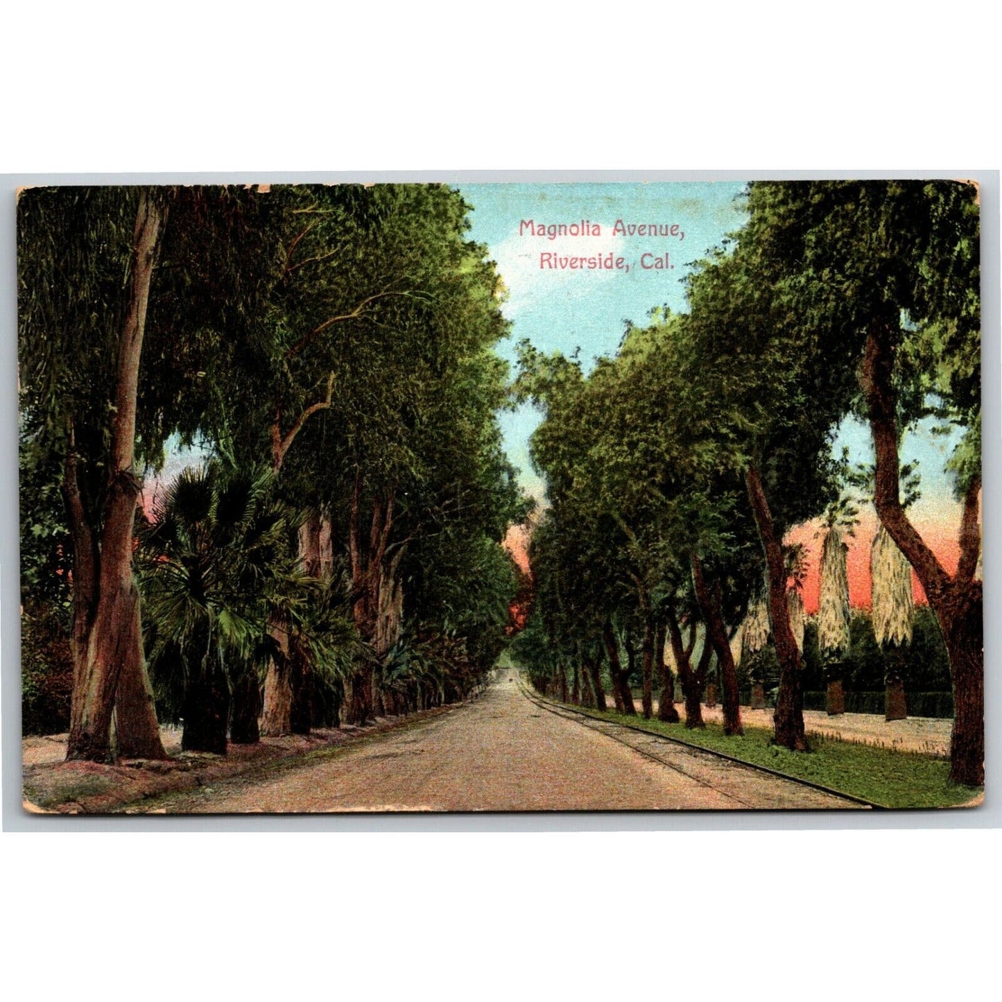 Vintage Postcard - Magnolia Avenue Riverside, California