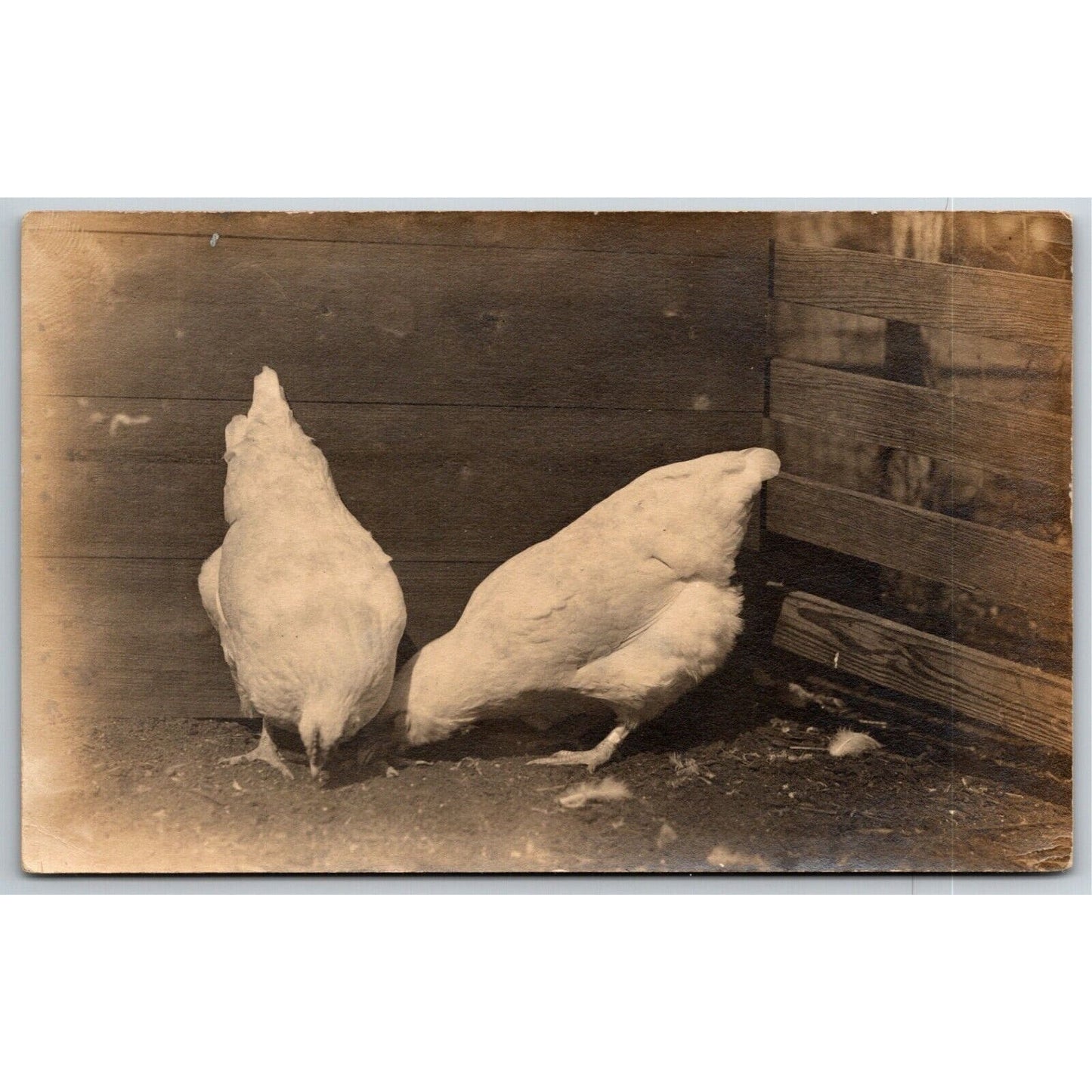 Vintage c1907-15 PPC Postcard - Two Chickens Pecking / Feeding