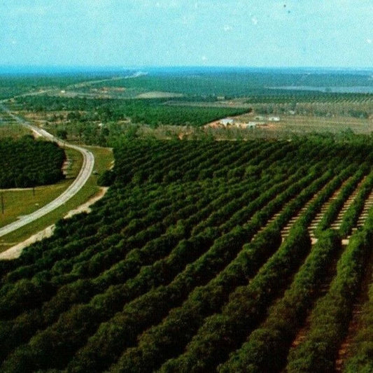 c1950's-60's Vintage Postcard "Florida's Orange Groves" Citrus Tower View VGC