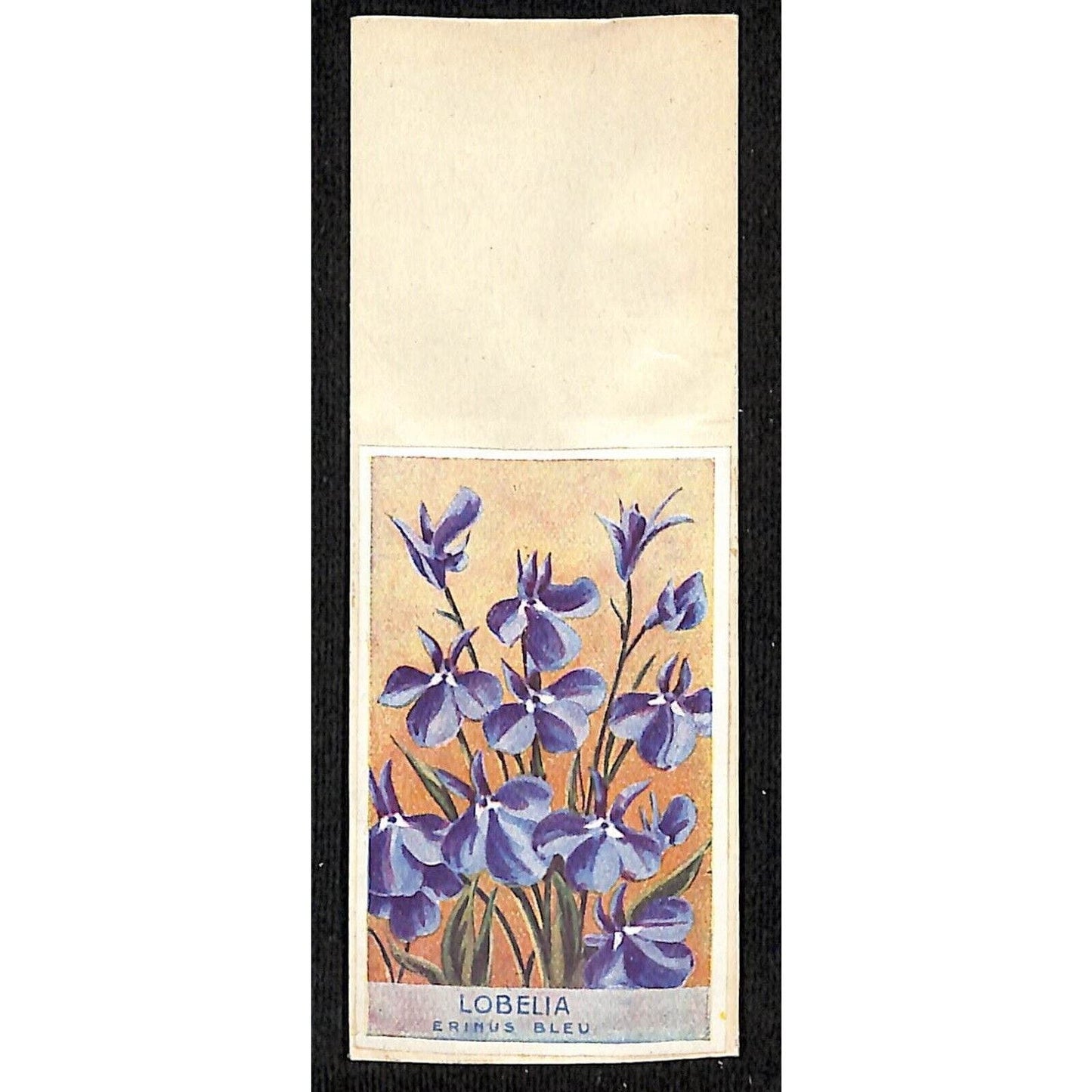 Lobelia Erinus Bleu / Blue French Flower Seed Packet Unused c1900-1920