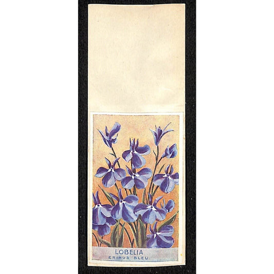 Lobelia Erinus Bleu / Blue French Flower Seed Packet Unused c1900-1920