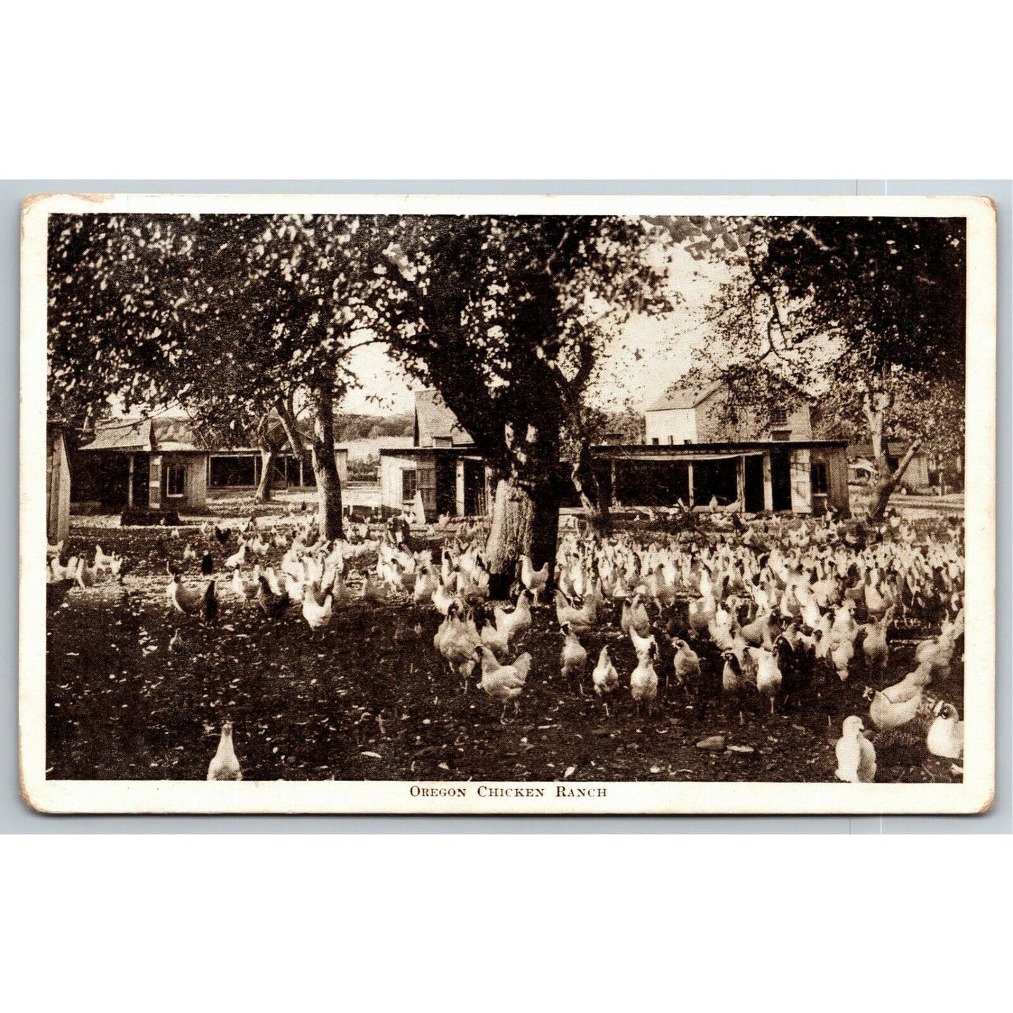 Vintage PPC Postcard - Oregon Chicken Ranch