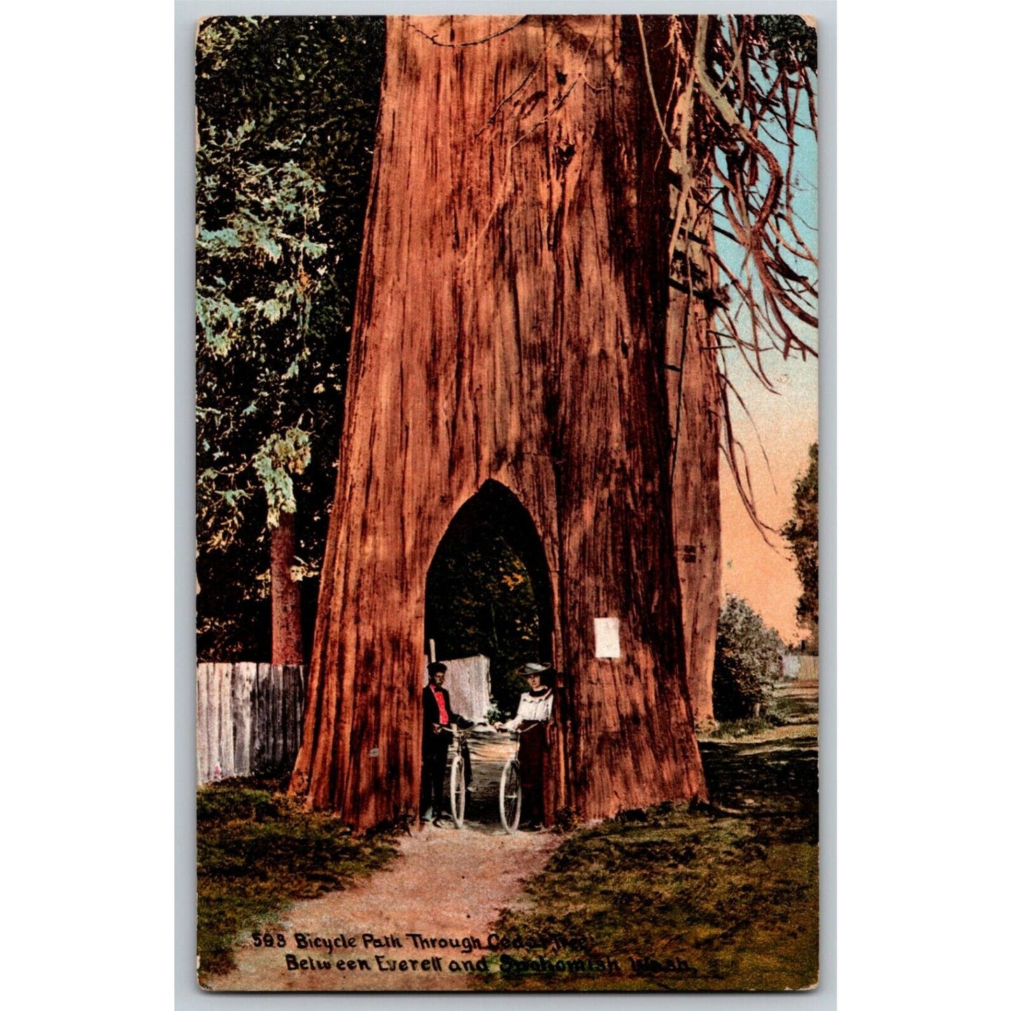 Vintage Romantic Postcard c1909 Couple on Bicycles Path Through Cedar Tree WA