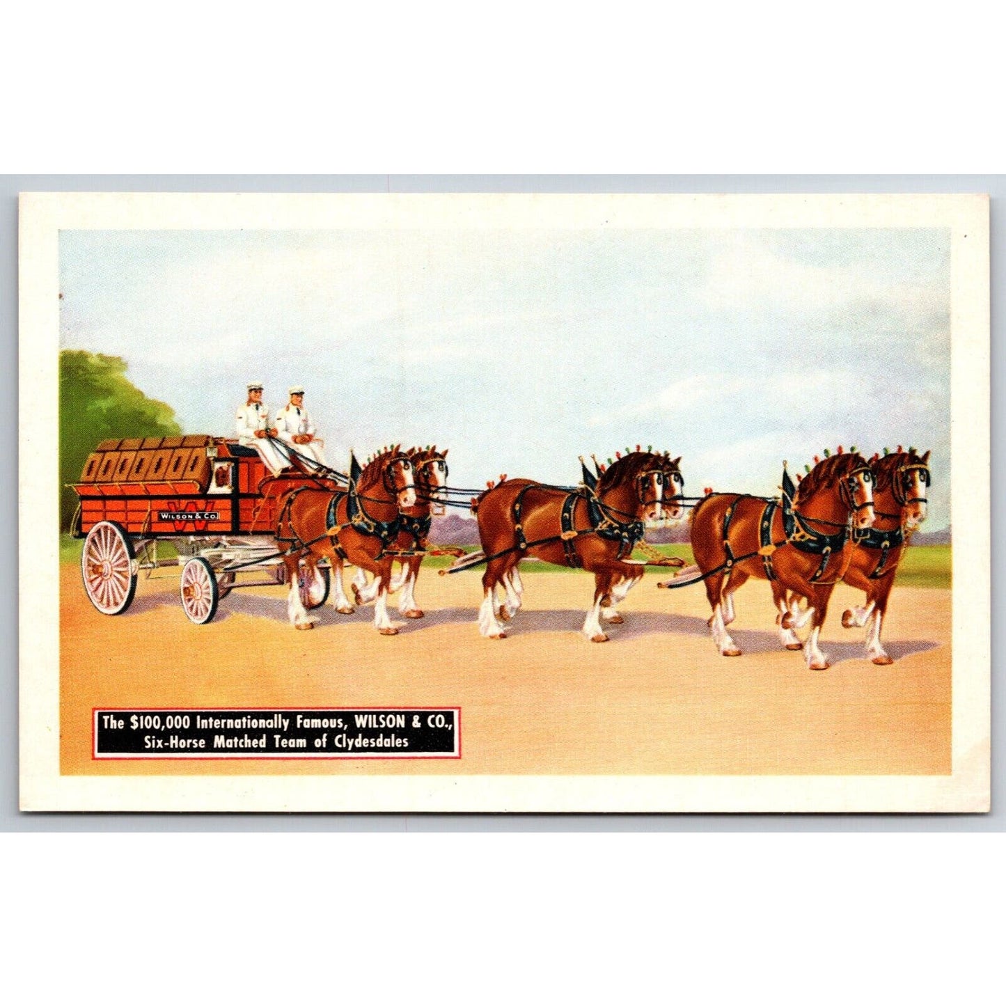 Wilson & Co. "Horse Royalty" Clydesdale Team Advertising Postcard c1950's - VGC