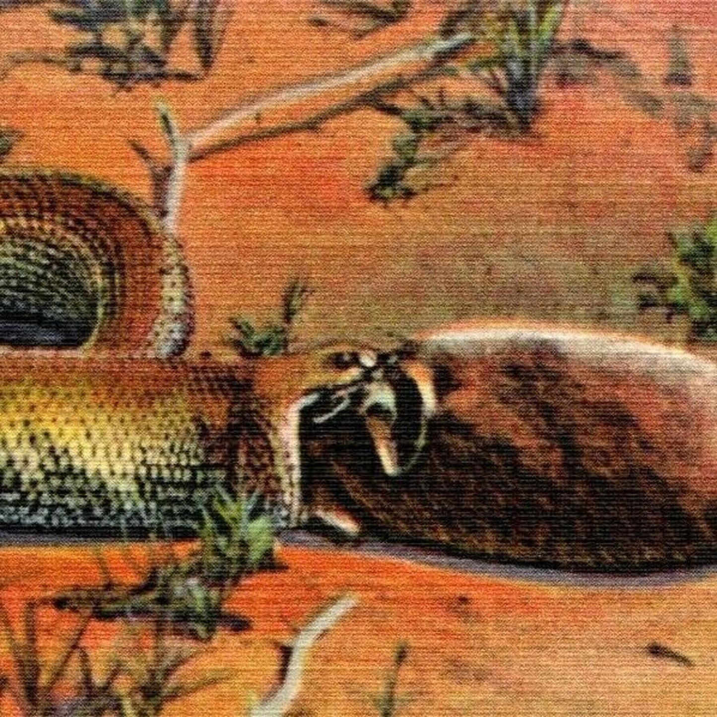 Vintage Linen Postcard Snake Swallowing a Rabbit Desert Scene - Unposted