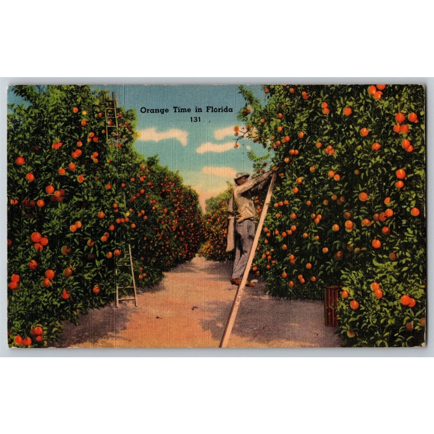 c1958 Vintage Linen Fruit Postcard Florida - "Orange Time" Hand Picking Ladder