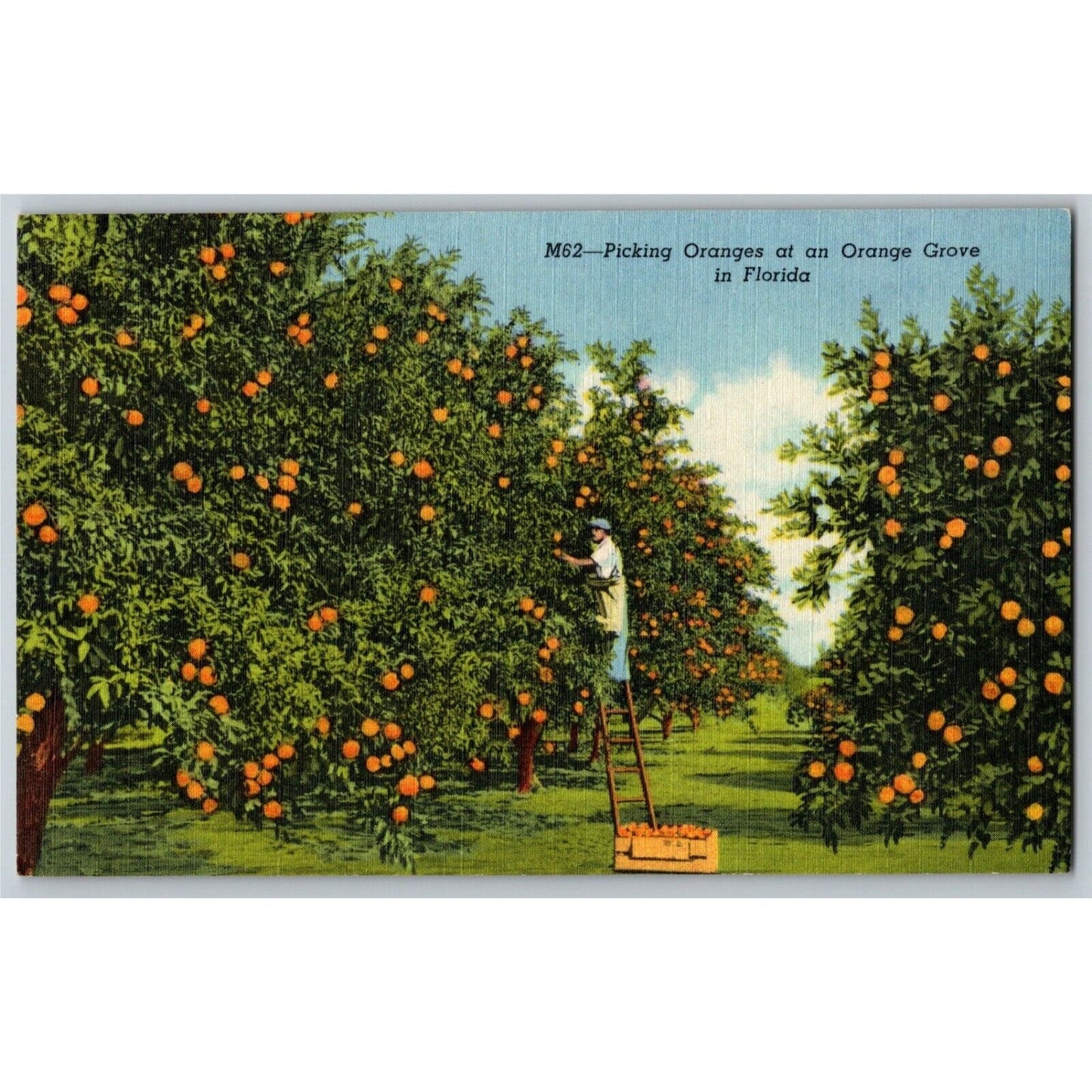c1940's Vintage Linen Fruit Postcard Florida - "Picking Oranges Floyd's Grove"