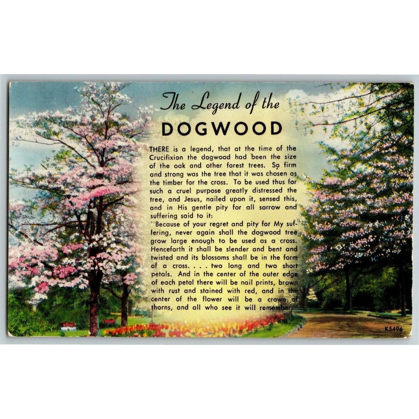 c1950's-60's "The Legend of the Dogwood" Vintage Unposted Postcard