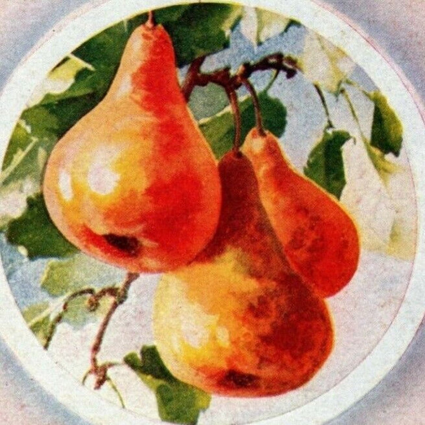 c1940's-50's Vintage Postcard Fruit Art Pears - Unposted