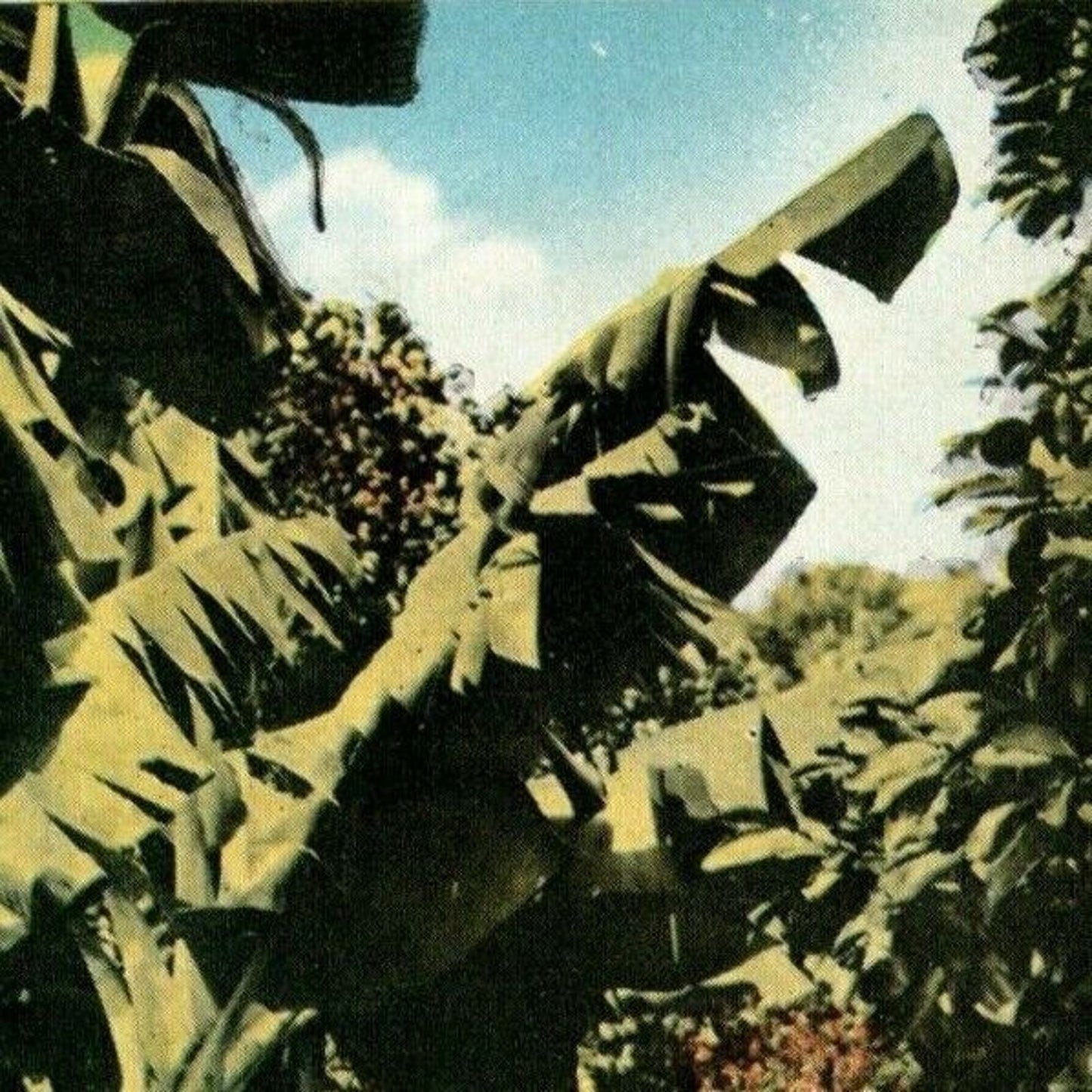 c1930's-40's Vintage Postcard "Bananas as They Grow in Florida" Unposted VGC