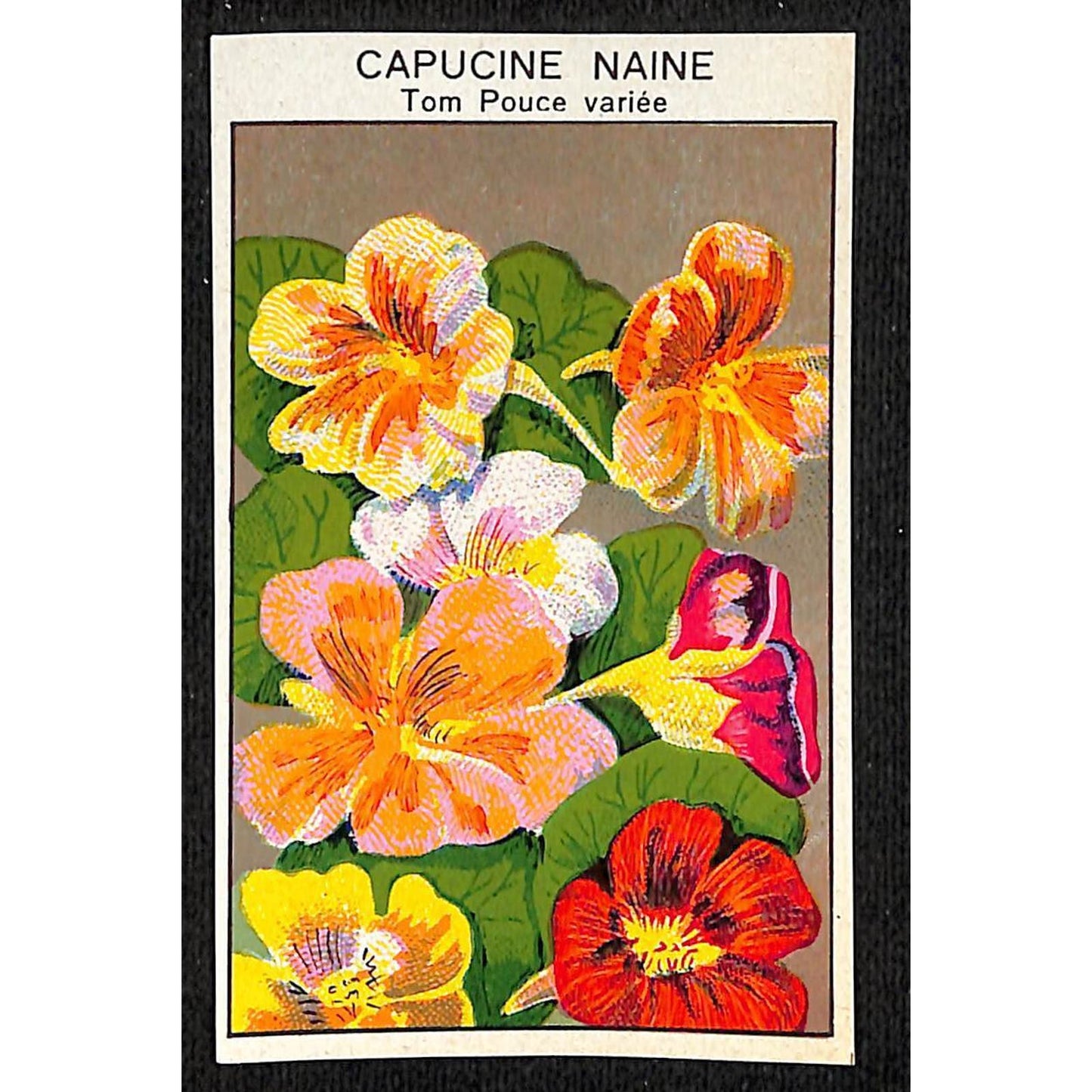 Capucine Naine Nasturtium Dwarf French Paper Flower Seed Label Unused c1900-1920