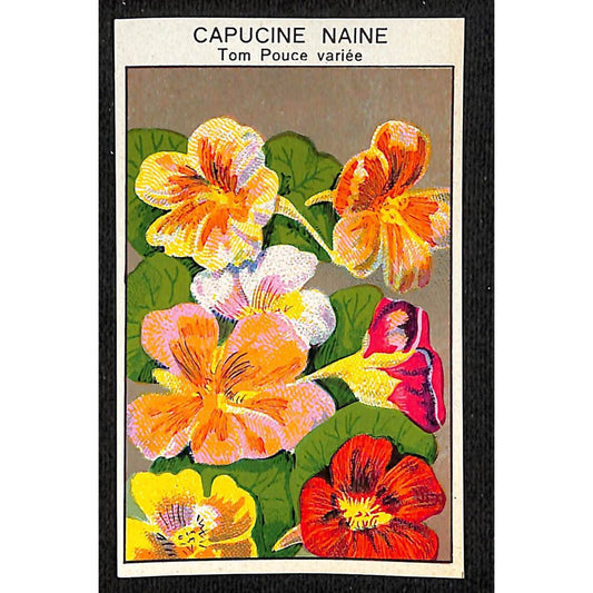 Capucine Naine Nasturtium Dwarf French Paper Flower Seed Label Unused c1900-1920
