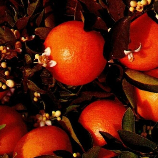 c1982 Vintage Postcard "Branch of an Orange Tree Blooming and Bearing Fruit" VGC