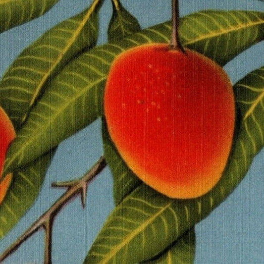 c1940's Vintage Linen Fruit Postcard Florida - "Haden Mangoes" Tree VGC