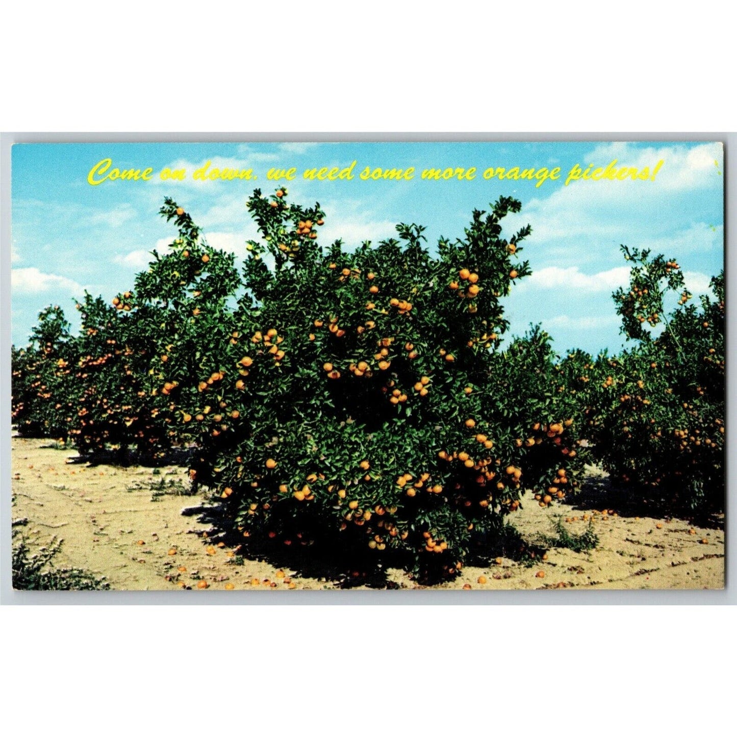 c1971 Vintage Fruit Postcard "Come on Down - We Need More Orange Pickers!" VGC