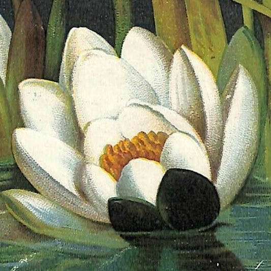 1880-90's Victorian Trade Card - H. O' Hara Shoes Grand Rapids, MI Water Lilies