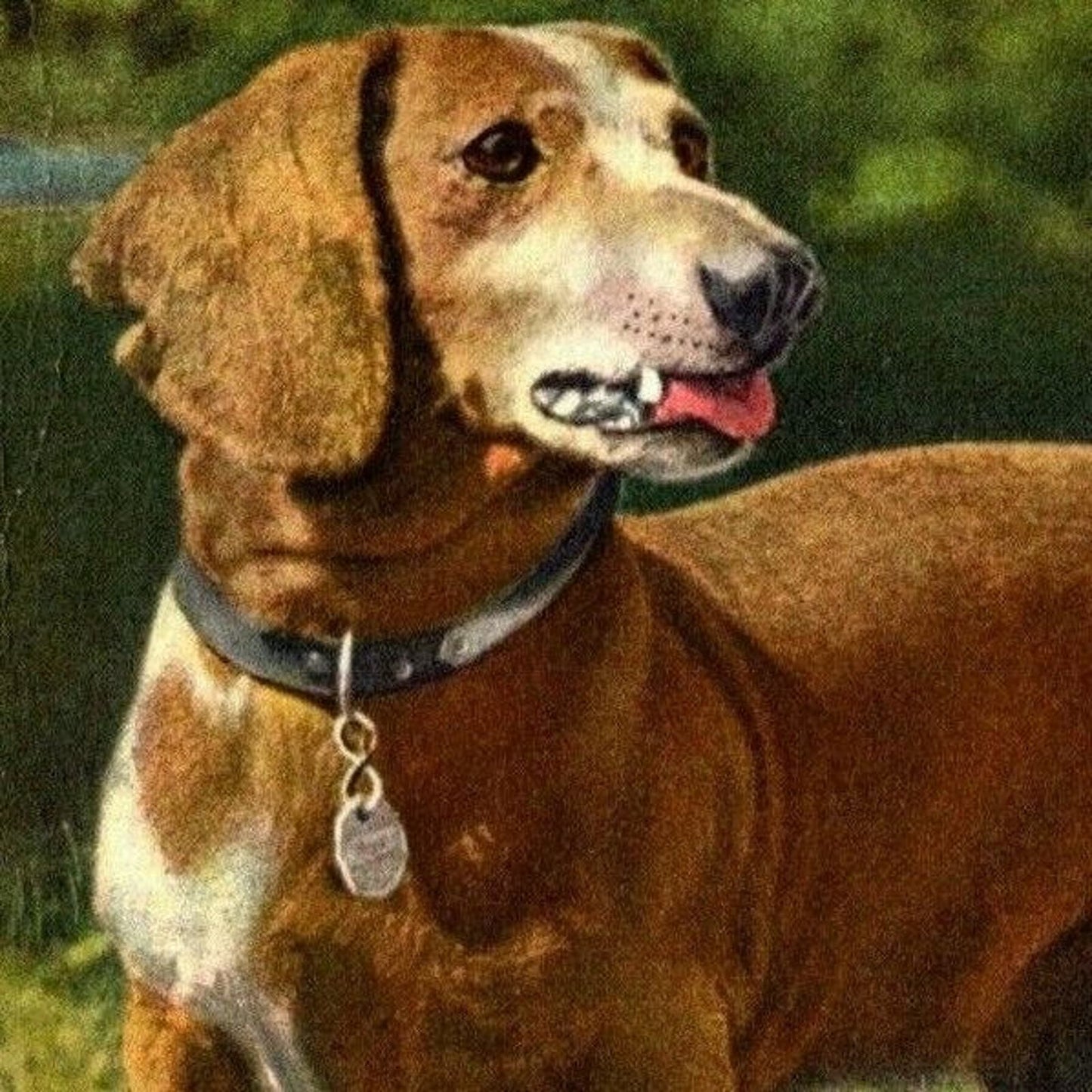 Basset Dachshund Dog Outdoors Postcard Vintage - Unposted