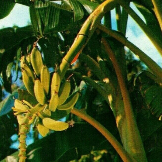 c1969 Vintage Postcard "Banana Tree Growing, Florida" Unposted VGC