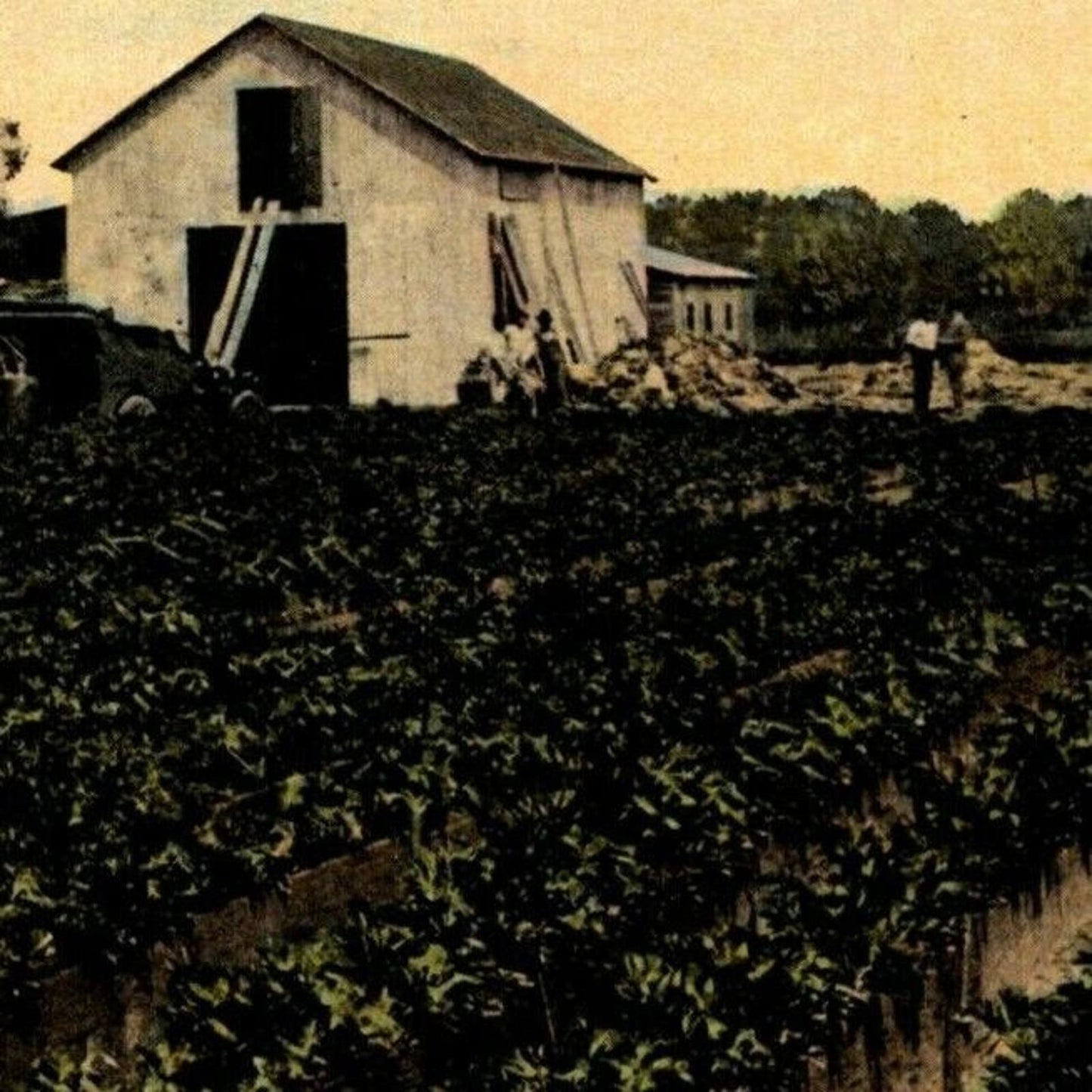 c1930's-40's Vintage Vegetable Postcard "A Florida Celery Farm"