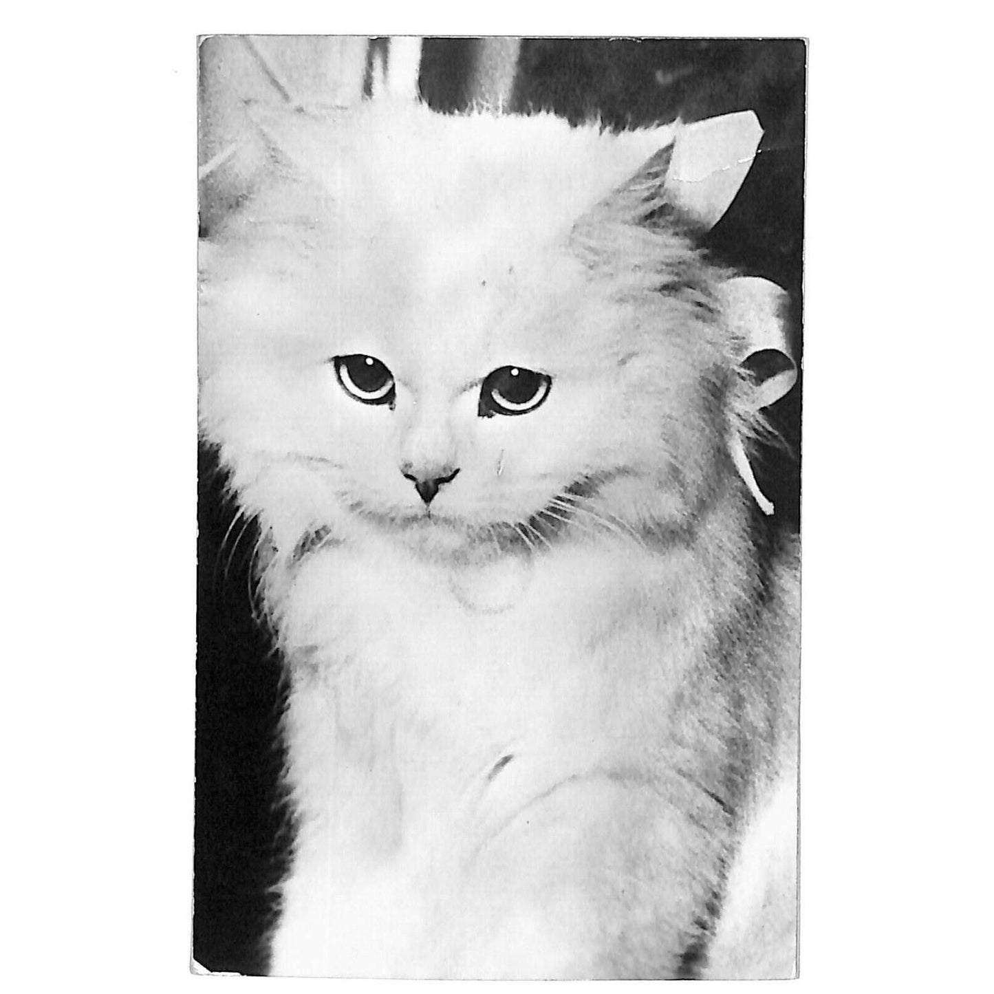 Vintage RPPC* Postcard White Cat Kitten Portrait w/ Noise Maker (Not Working)