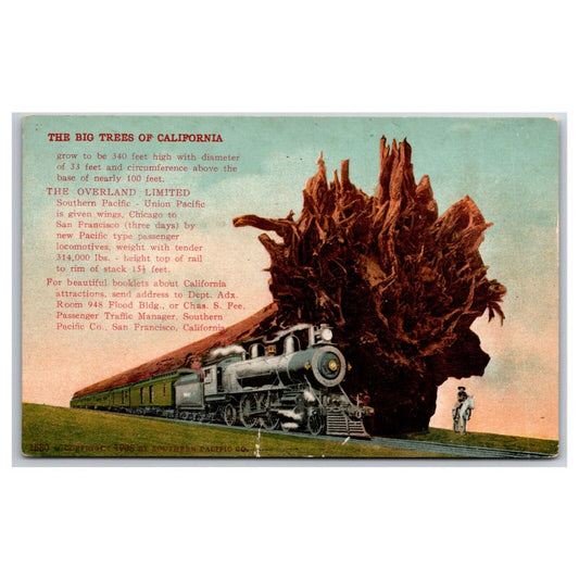 c1908 Union Pacific Overland Route Postcard Redwood Tree Comparison NP