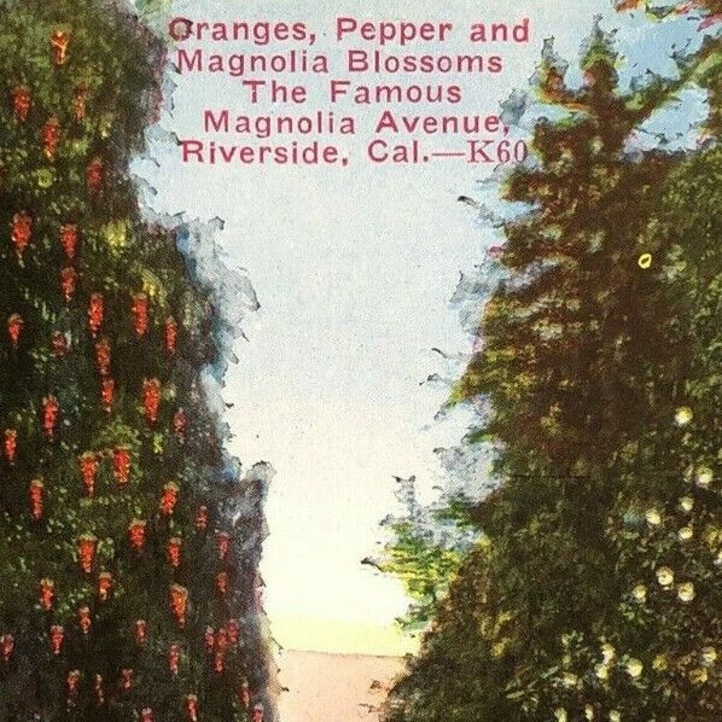 Vintage Postcard - Magnolia Avenue - Riverside, California