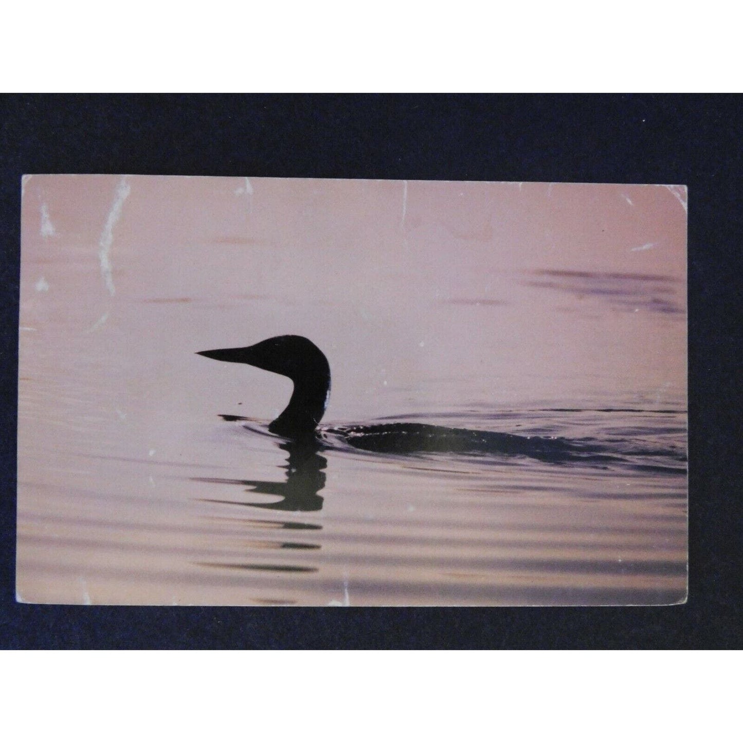 Vintage Postcard Untitled - Close Up of Lone Duck Paddling c1962