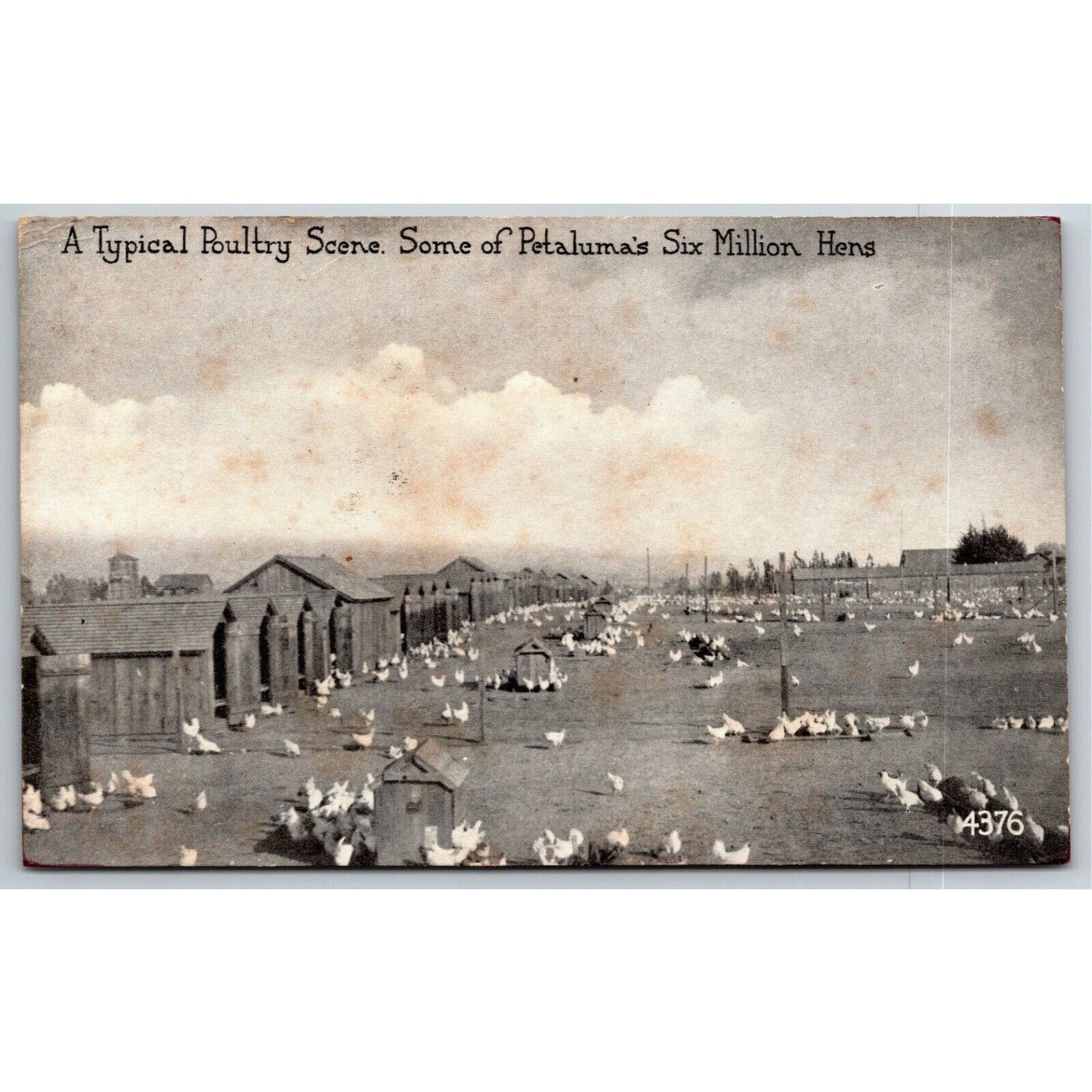 Vintage c1922 PPC Postcard "A Typical Poultry Scene ..Petaluma's 6 Million Hens"