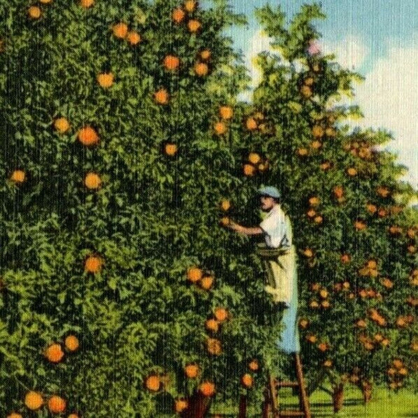 c1940's Vintage Linen Fruit Postcard Florida - "Picking Oranges Floyd's Grove"