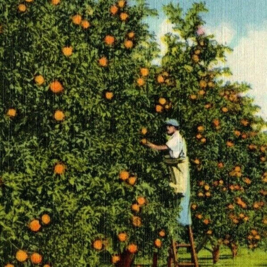 c1940's Vintage Linen Fruit Postcard Florida - "Picking Oranges Floyd's Grove"