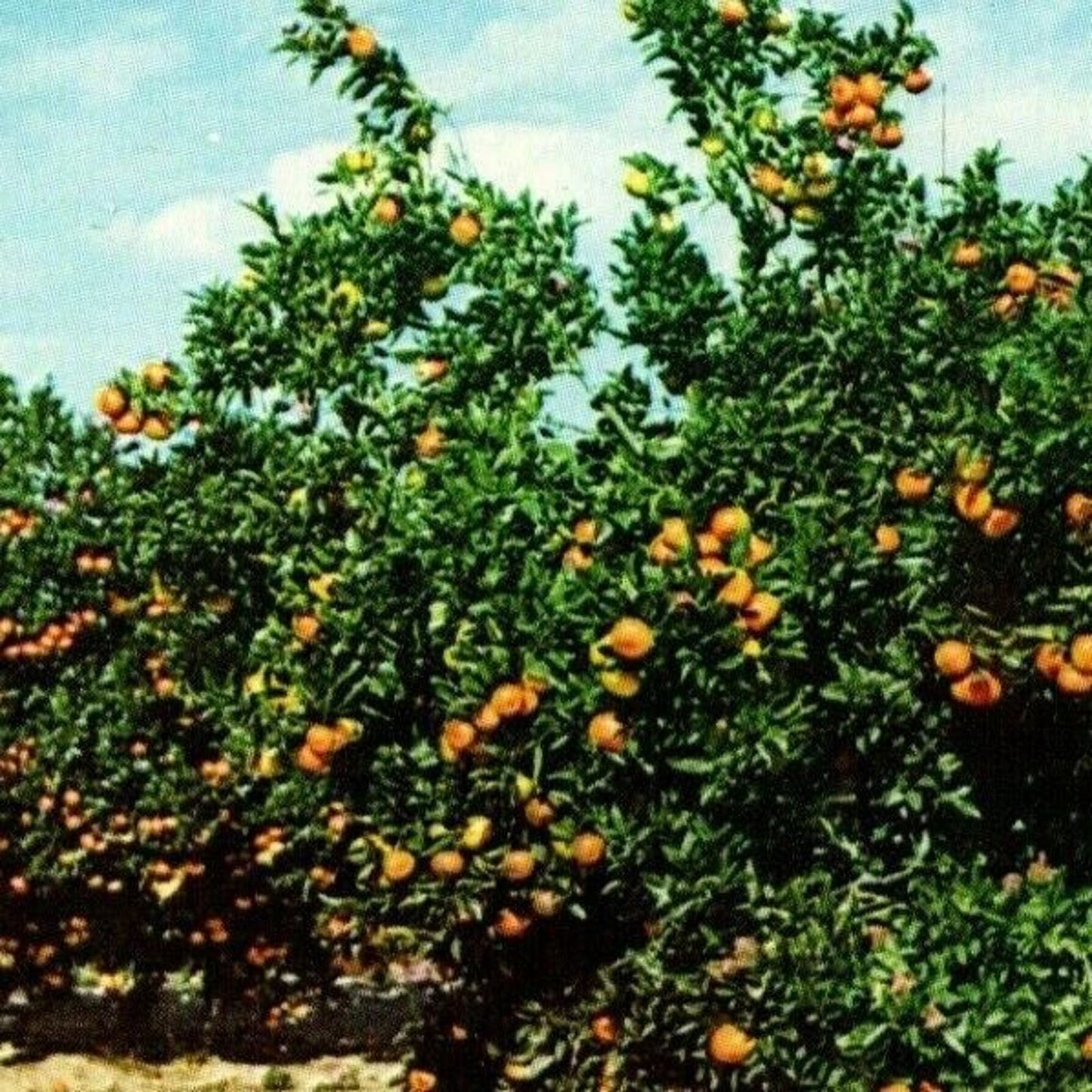 c1971 Vintage Fruit Postcard "Orange Trees - Loaded and Ready to be Picked" VGC
